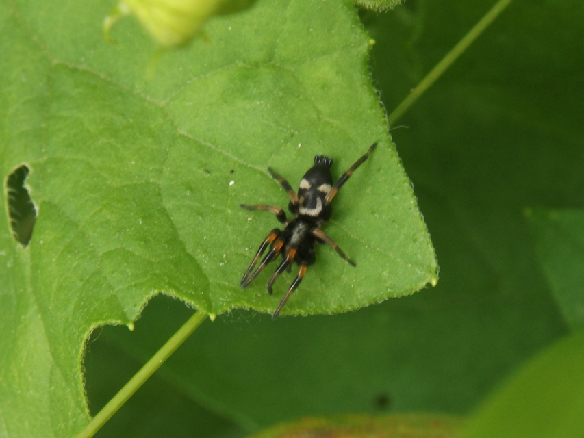Kishidaia conspicua - övespók