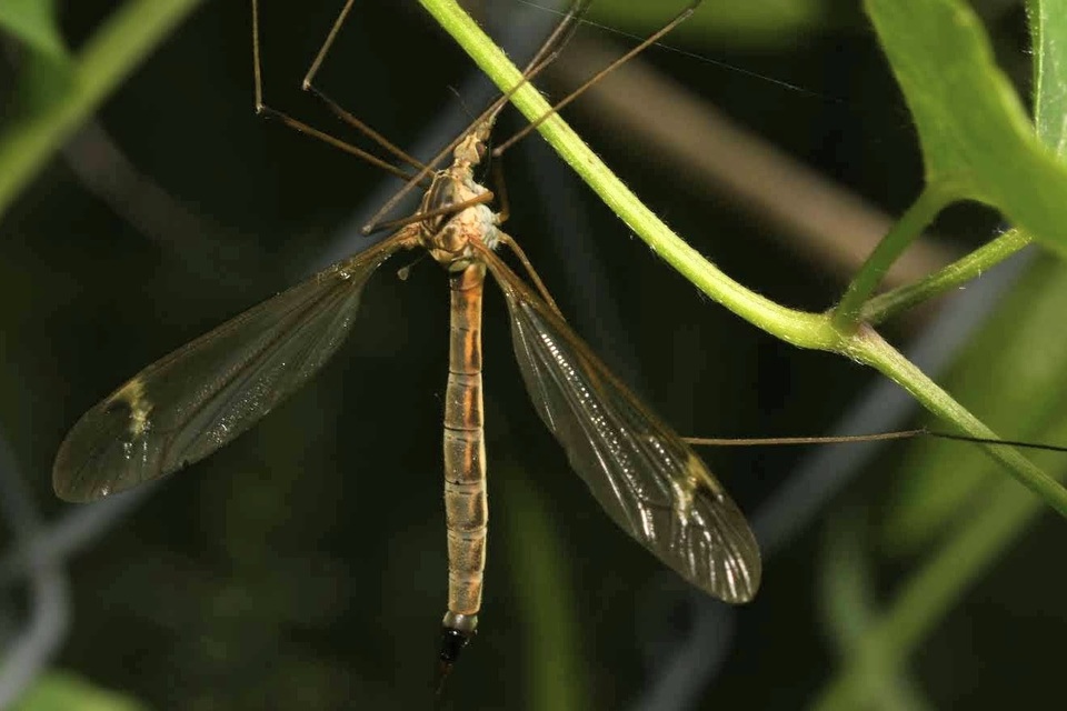 Tipula