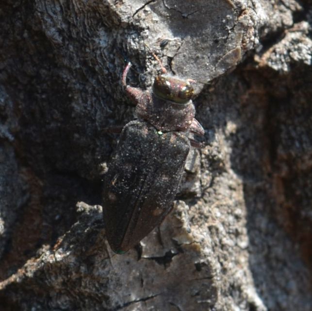 Chrysobothris affinis - aranypettyes díszbogár