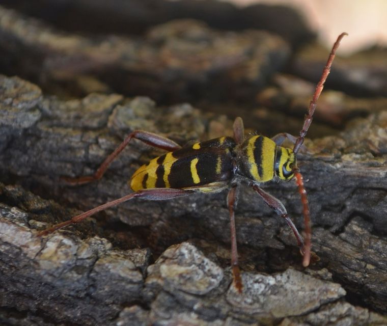 Plagionotus detritus - sárgafarú darázscincér