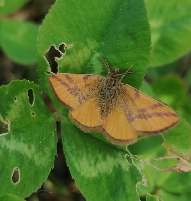 Lythria cruentaria - bíborcsíkos araszoló