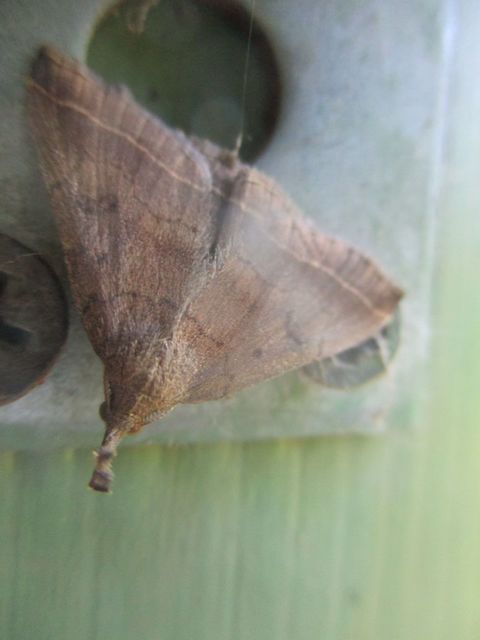 Pechipogo plumigeralis - tollascsápú karcsúbagoly