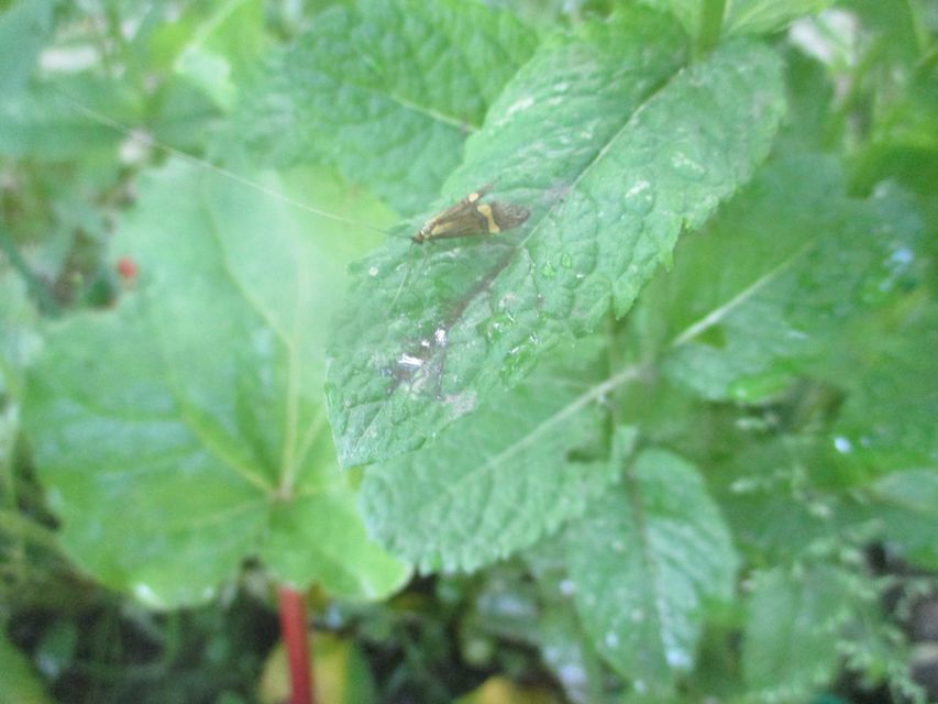 Nemophora degeerella - pompás tőrösmoly