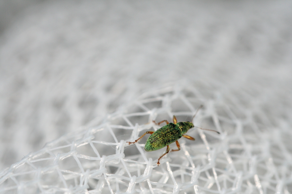 Polydrusus formosus - selymes lombormányos
