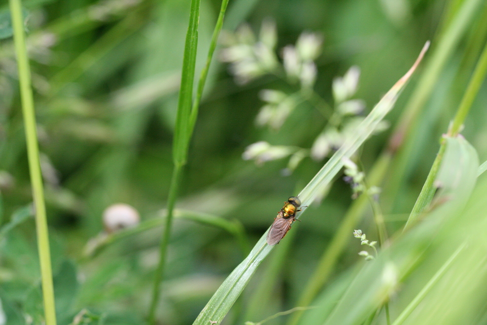 Chloromyia formosa - közönséges fémeslégy