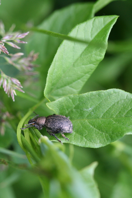 Otiorhynchus ligustici - vincellér-gyalogormányos