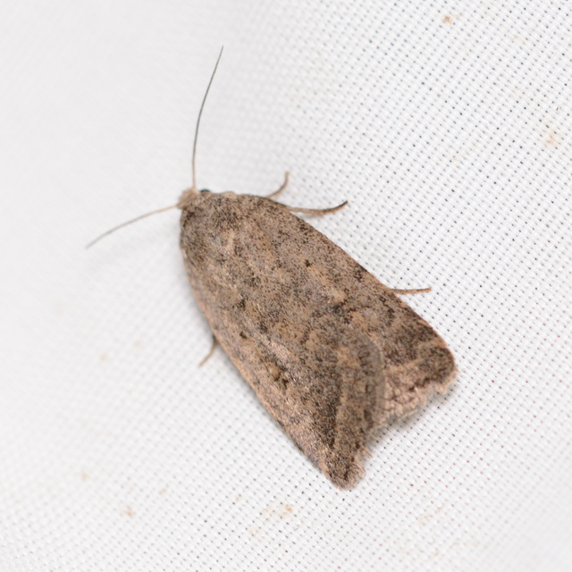 Athetis gluteosa - nyugtalan lápibagoly