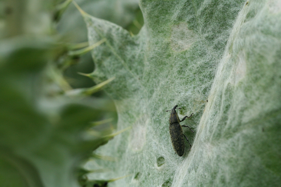 Lixus cardui/filiformis