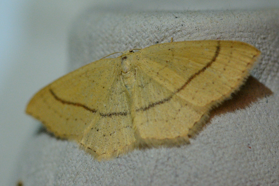 Cyclophora linearia - vonalas pettyesaraszoló