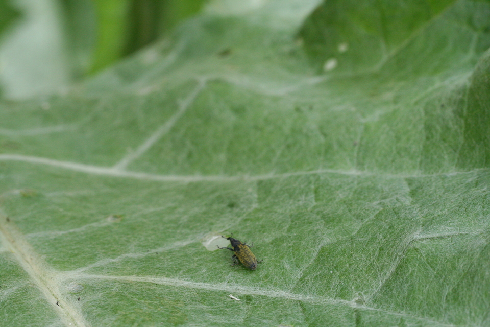 Lixus cardui/filiformis