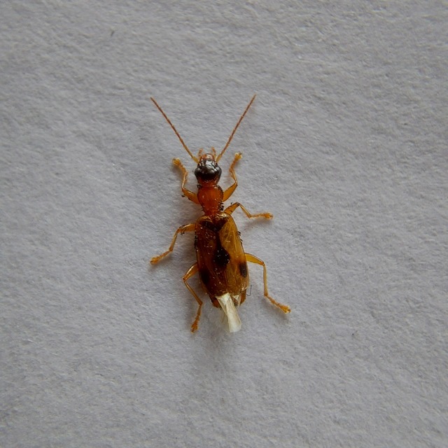 Demetrias imperialis - háromfoltos nádfutó