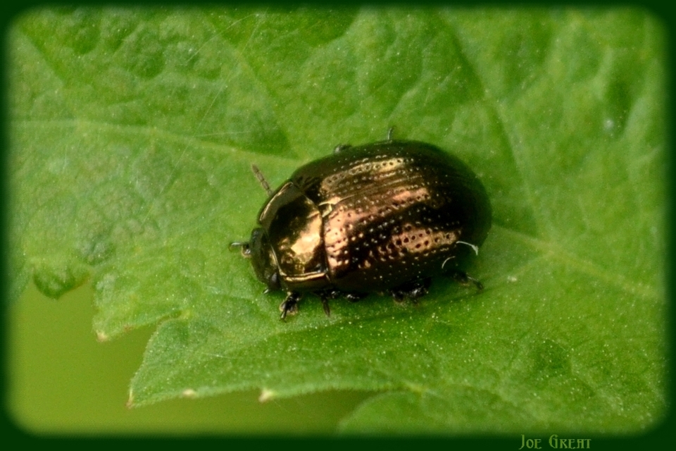 Chrysolina oricalcia - bronzos levélbogár