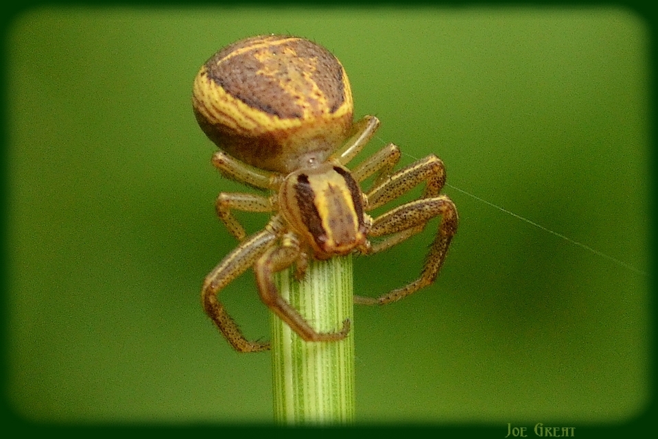Xysticus ulmi - cserje-karolópók