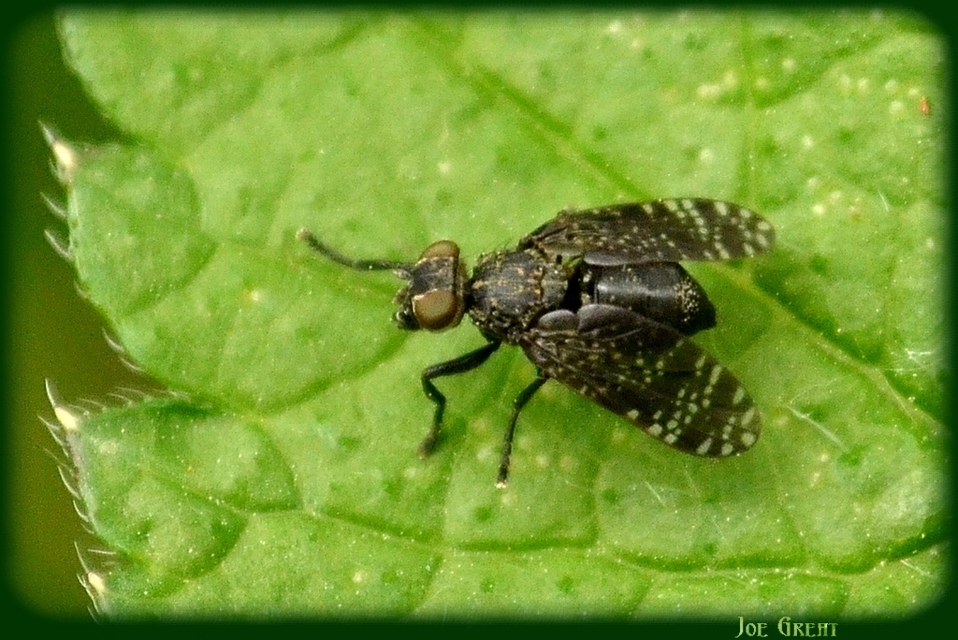 Platystoma seminationis
