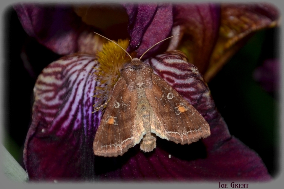 Lacanobia oleracea - saláta-kertibagoly