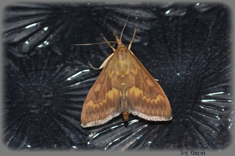 Ostrinia nubilalis - kukoricamoly