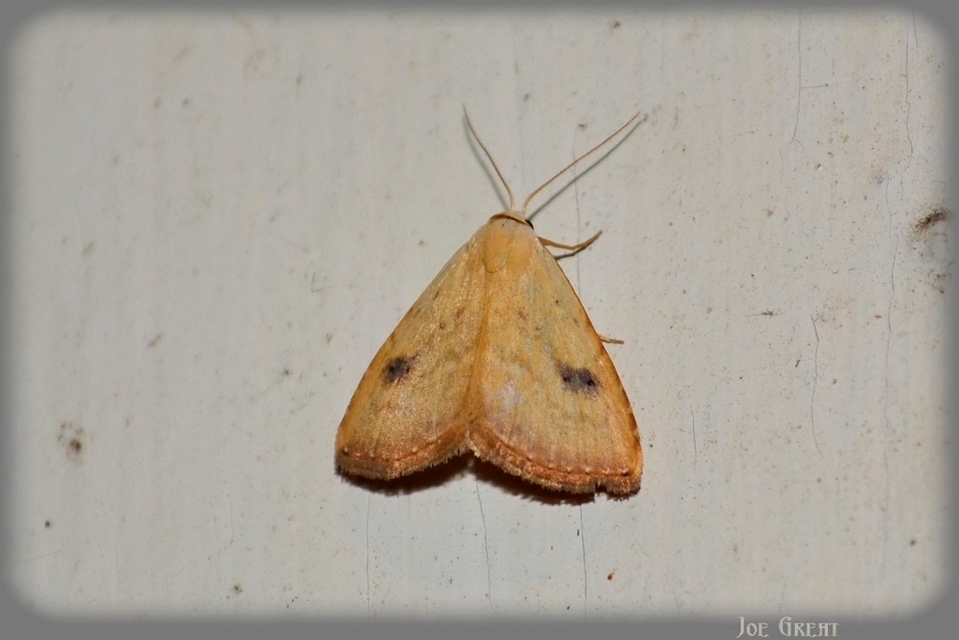Rivula sericealis - selymes lórombagoly