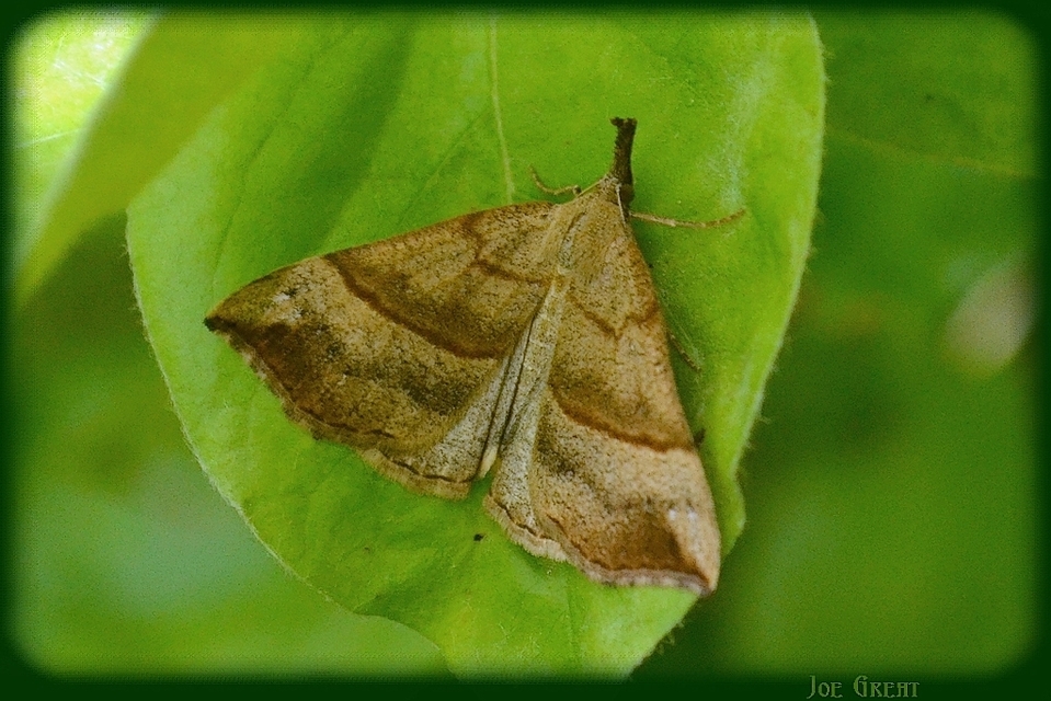 Hypena proboscidalis - ormányos karcsúbagoly