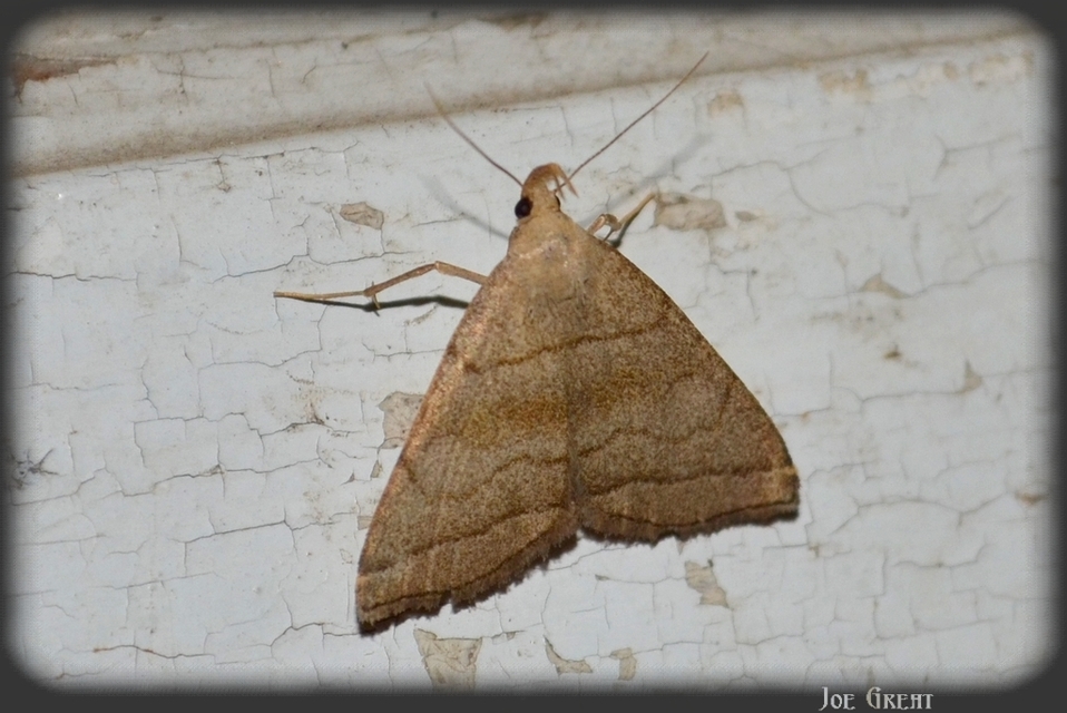 Herminia tarsicrinalis - szőröslábú karcsúbagoly