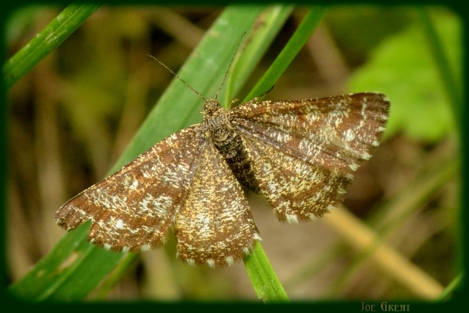 Ematurga atomaria - barna rétiaraszoló