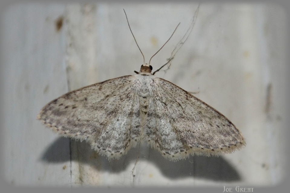 Idaea seriata - szürke apróaraszoló