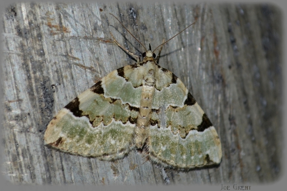 Colostygia pectinataria - zöld levélaraszoló