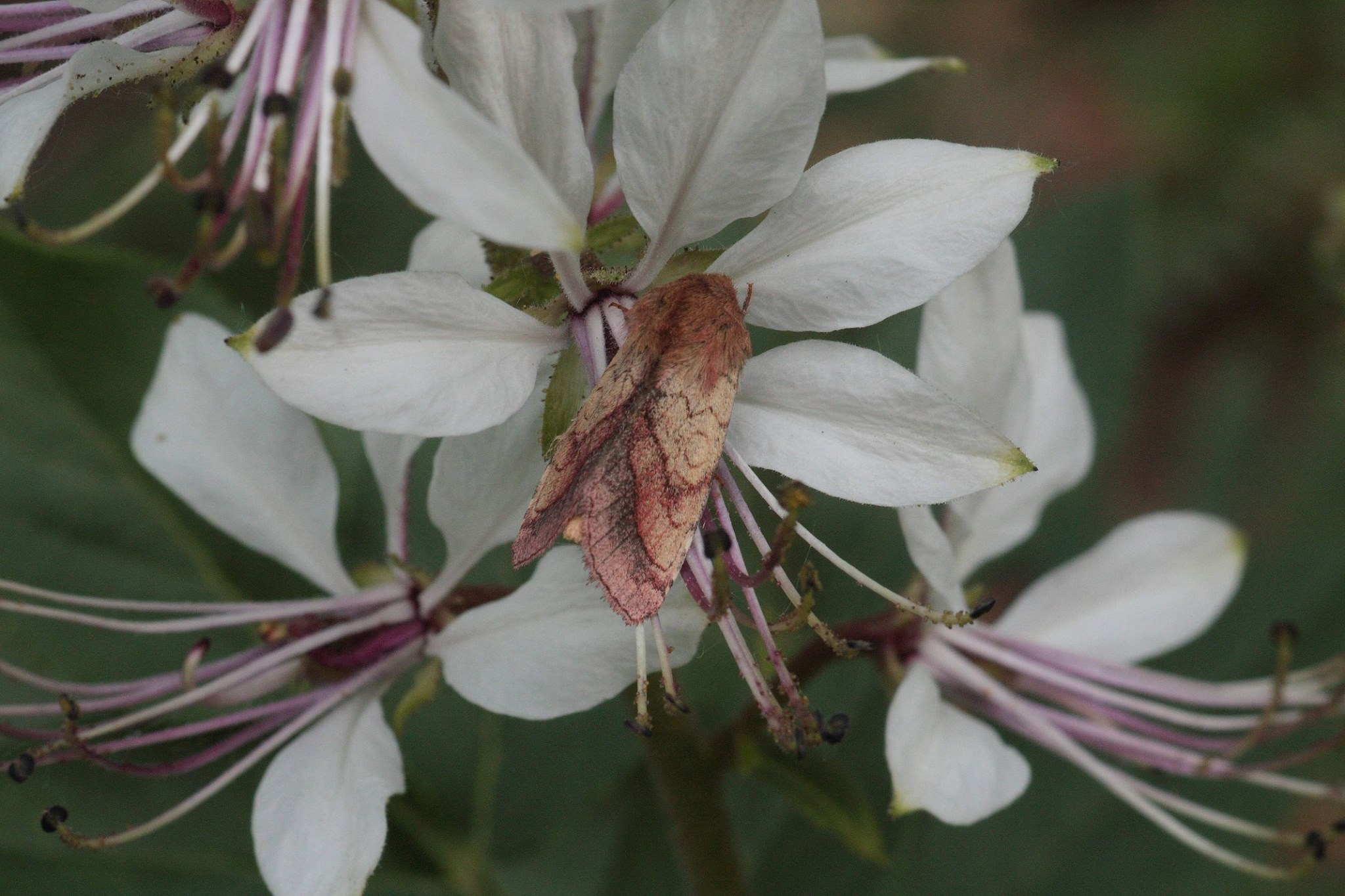 Pyrrhia purpura - ezerjófűbagoly