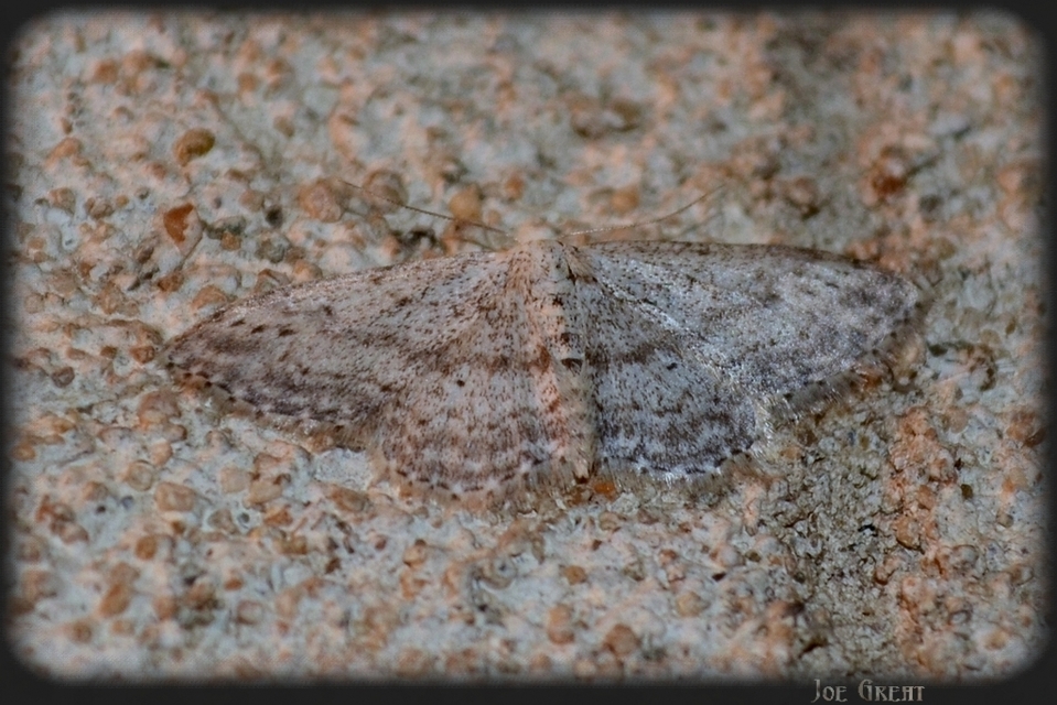 Idaea seriata - szürke apróaraszoló
