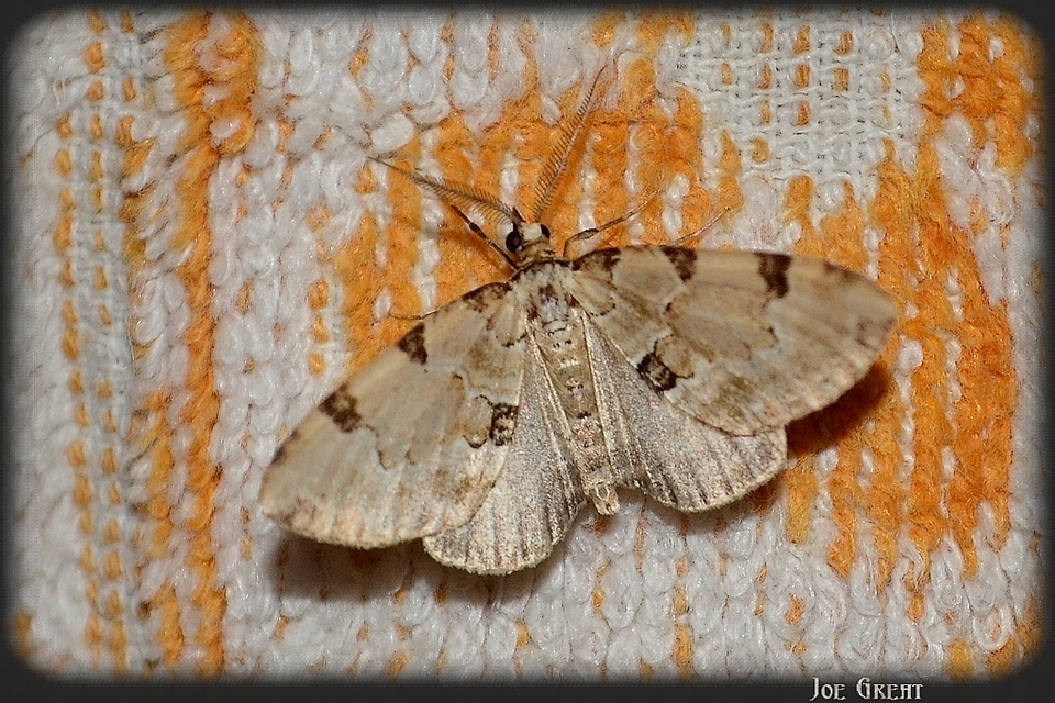Colostygia pectinataria - zöld levélaraszoló
