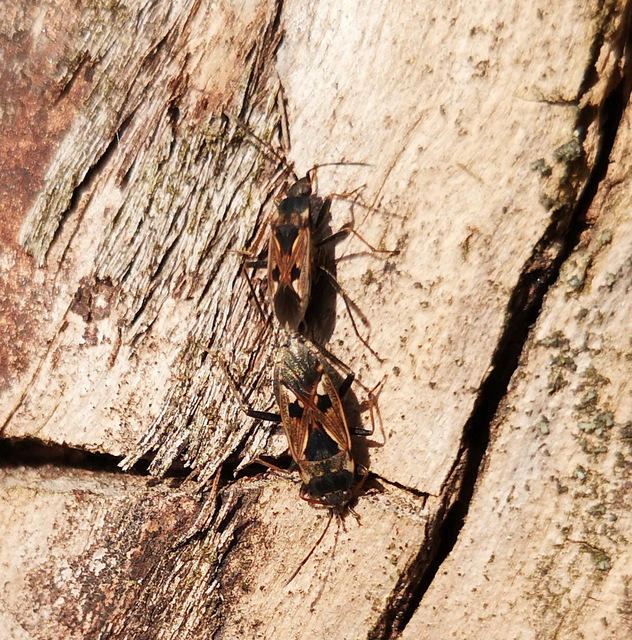 Rhyparochromus vulgaris - közönséges díszesbodobács