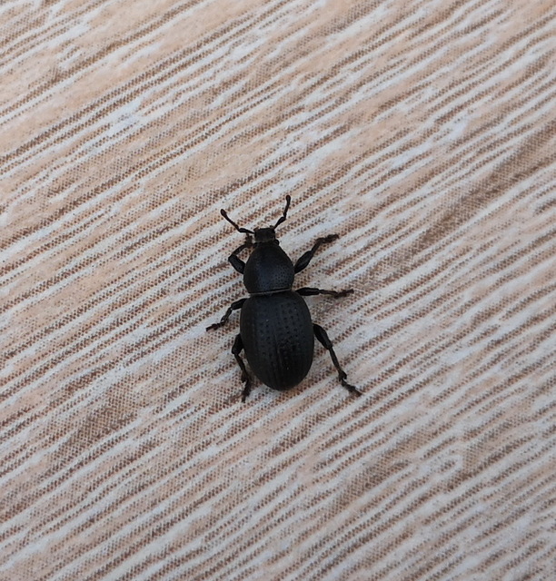 Psallidium maxillosum - fekete barkó