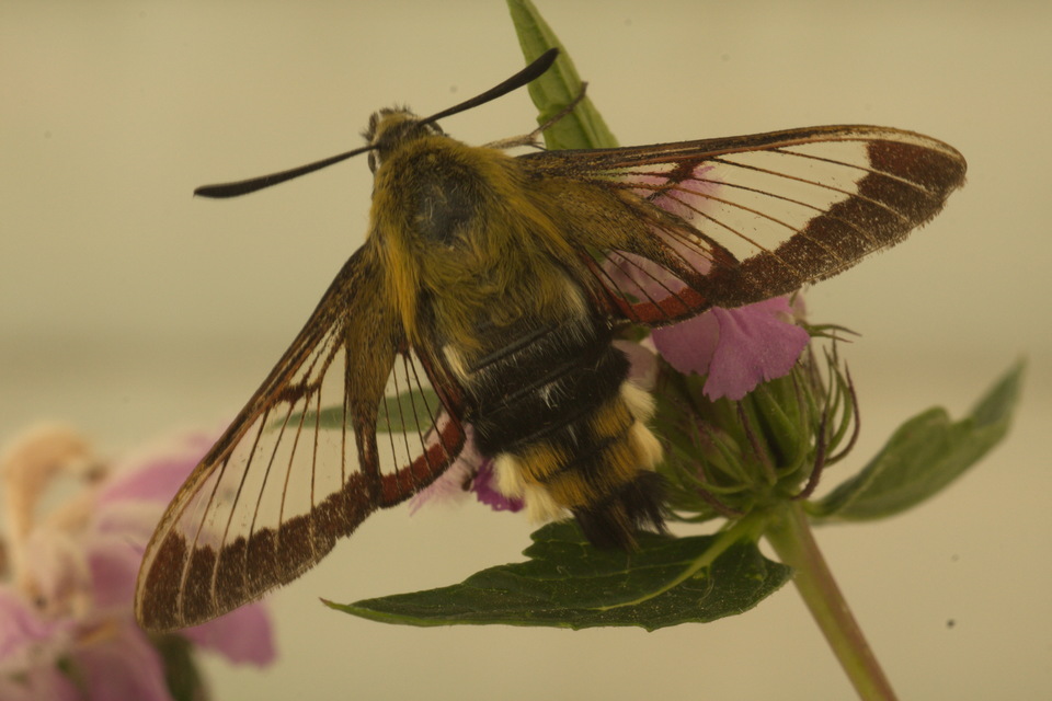 Hemaris fuciformis - dongószender