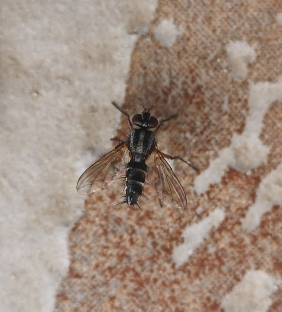 Mintho rufiventris