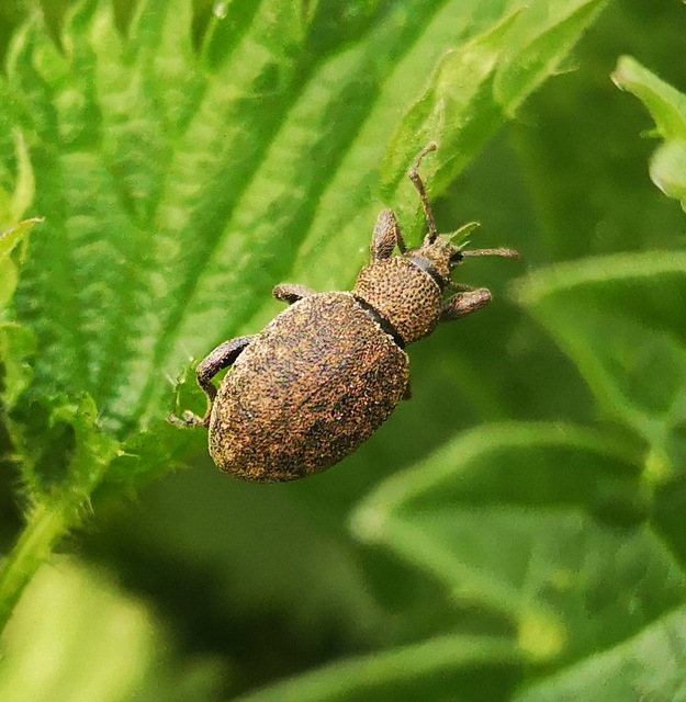 Otiorhynchus ligustici - vincellér-gyalogormányos