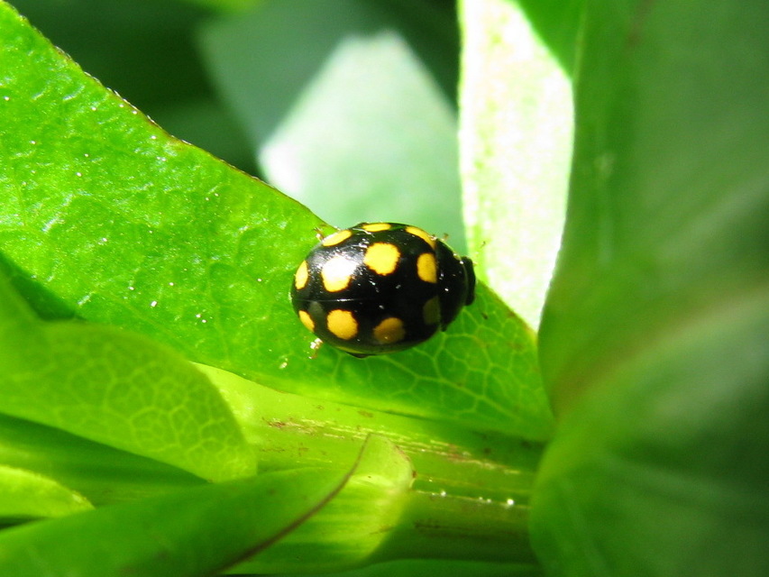 Coccinula quatuordecimpustulata - feketesárga katóka