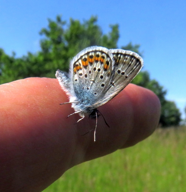 Plebejus argus - ezüstös boglárka Plebejus argus - ezüstös boglárka