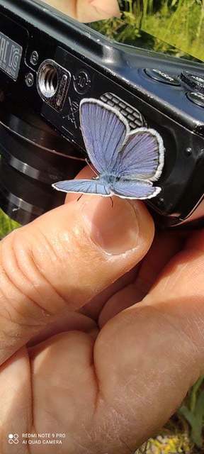 Plebejus argyrognomon - tintakék boglárka Plebejus argyrognomon - tintakék boglárka