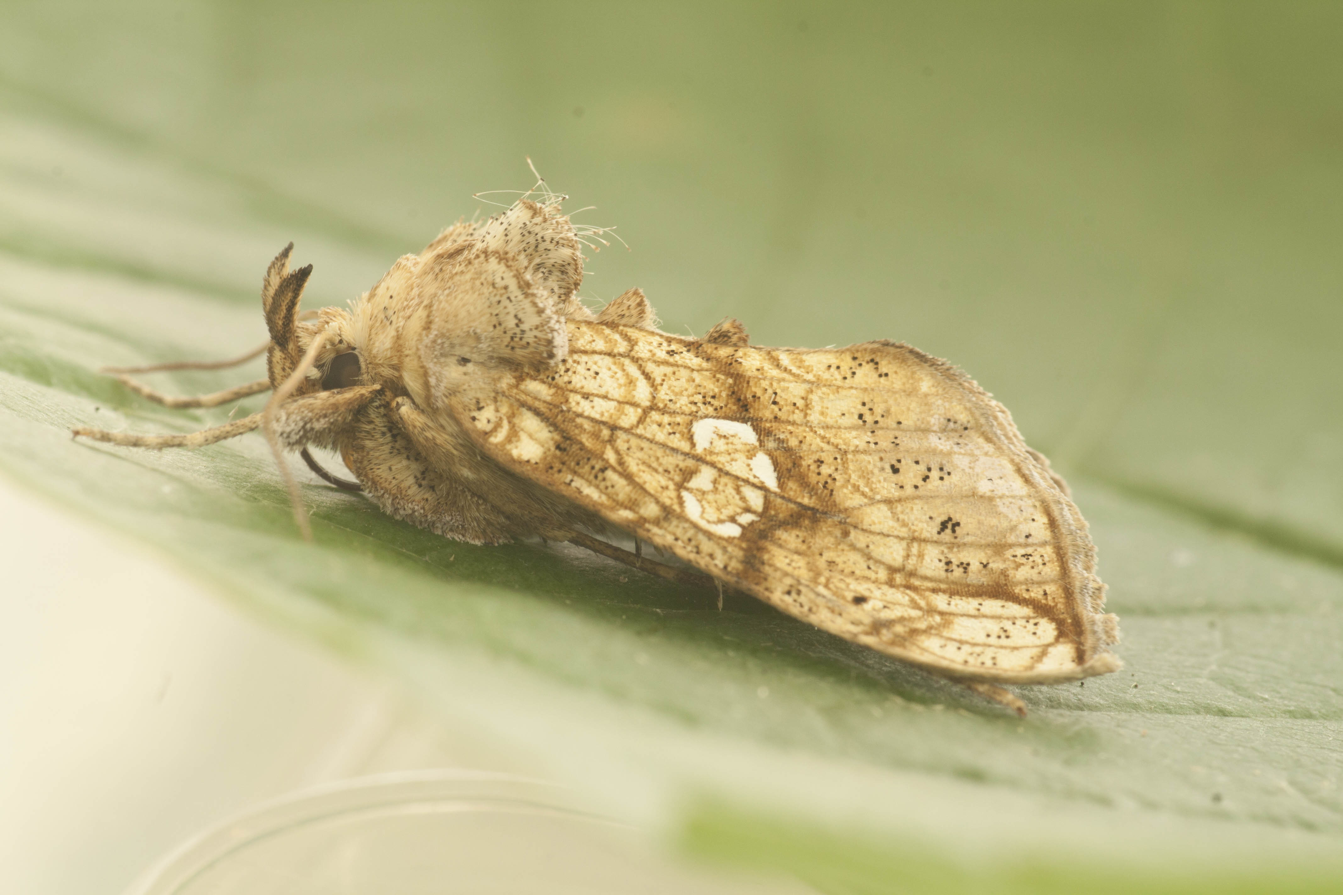 Polychrysia moneta - szélesszárnyú aranybagoly