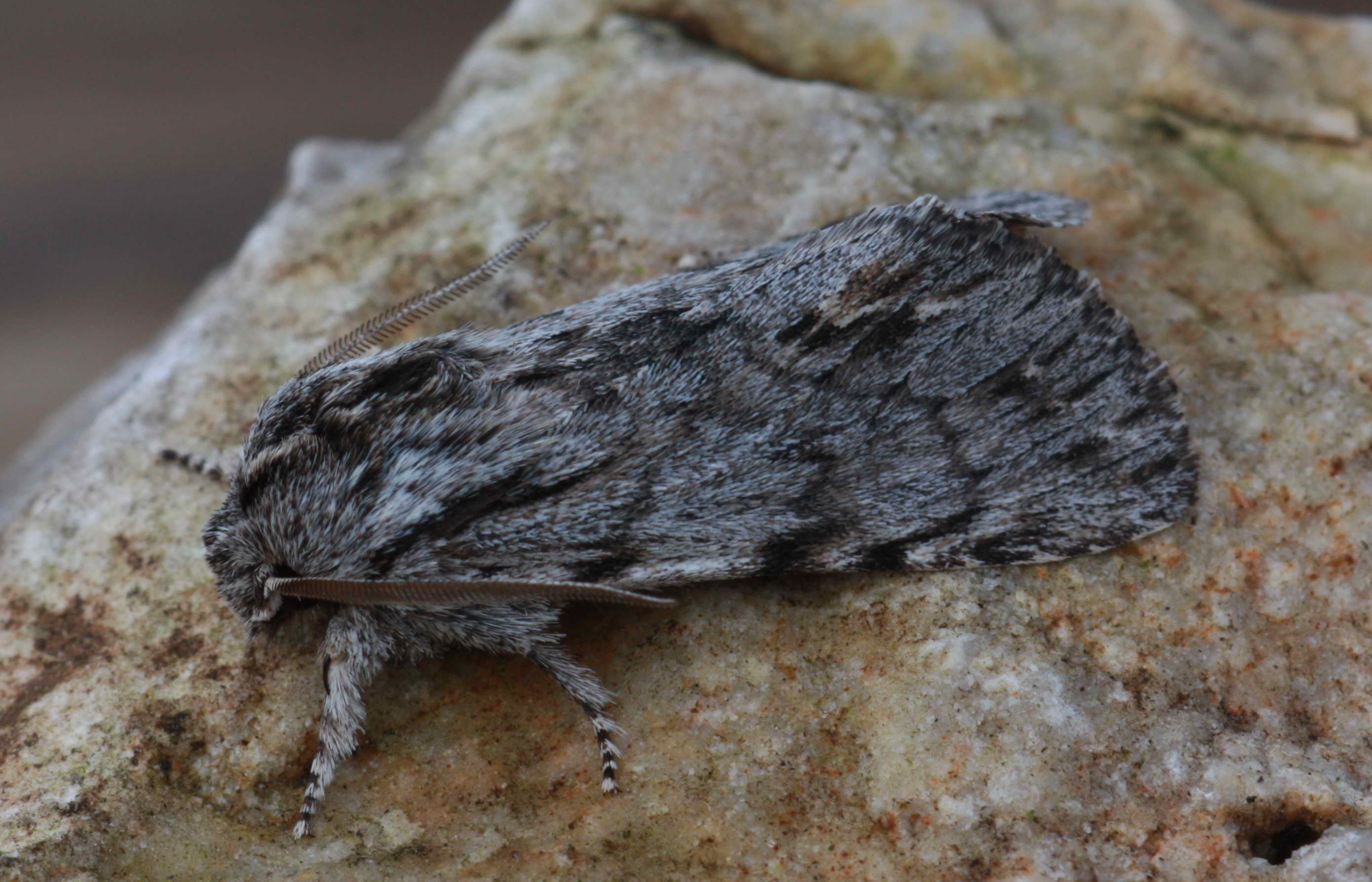 Asteroscopus syriaca decipulae - Kovács bundásbaglya