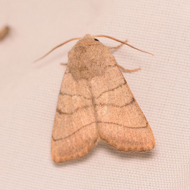 Charanyca trigrammica - háromsávos lombbagoly