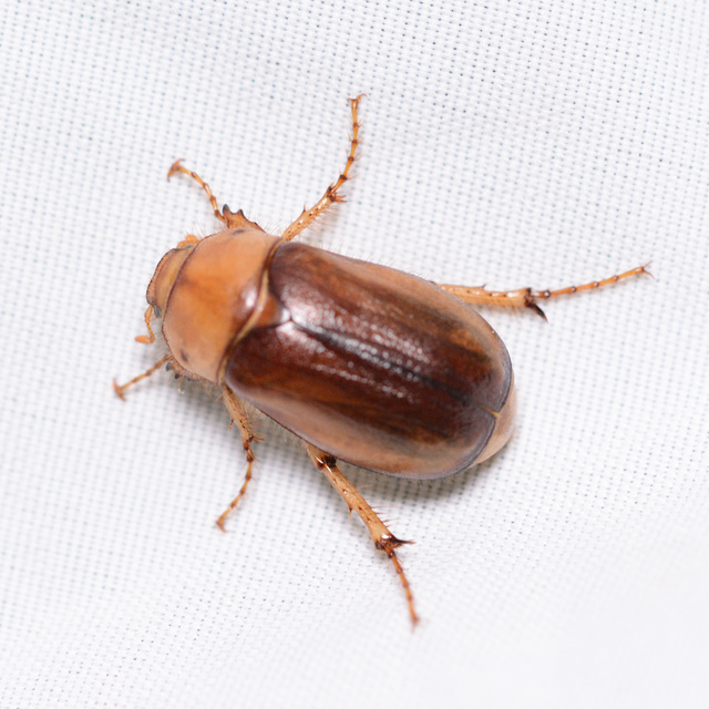 Rhizotrogus aestivus - tavaszvégi cserebogár