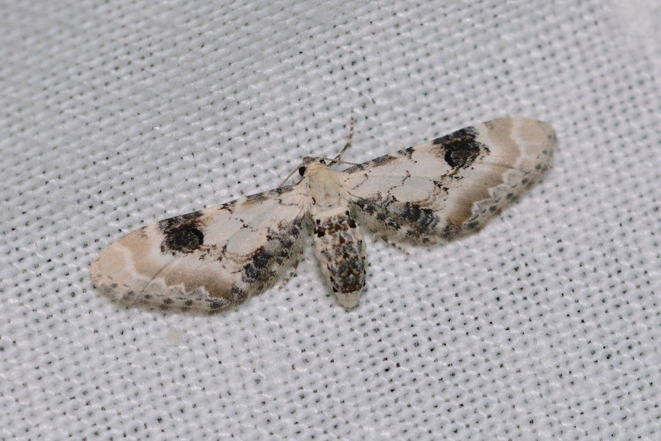 Eupithecia centaureata - búzavirág-törpearaszoló
