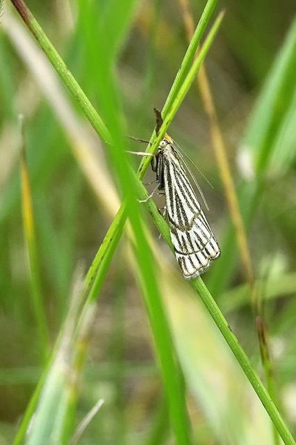 Chrysocramboides craterella - rácsos fűgyökérmoly