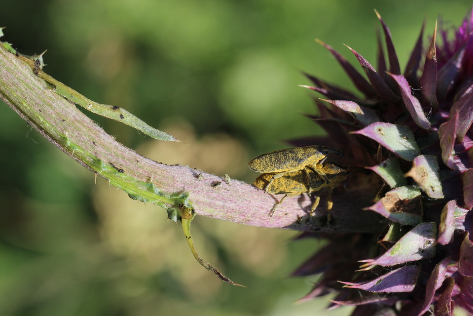 Lixus pulverulentus - mályvafúró dudvabarkó