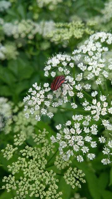 Graphosoma italicum - csíkos pajzsospoloska