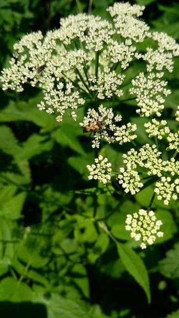 Pachytodes cerambyciformis - változékony virágcincér