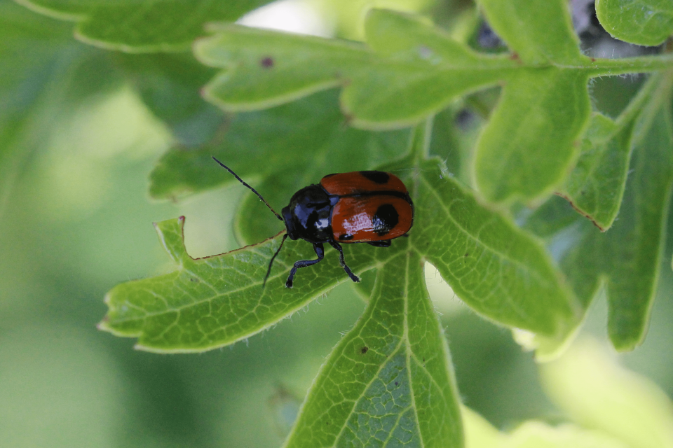 Cryptocephalus bipunctatus - kétpettyes zömökbogár
