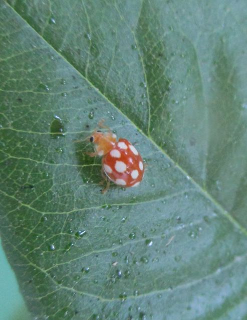 Vibidia duodecimguttata - tizenkétcseppes füsskata