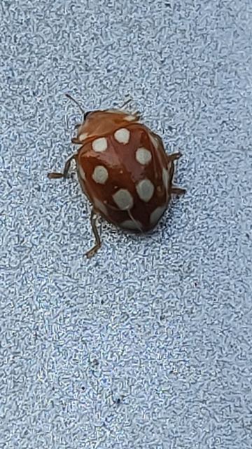 Vibidia duodecimguttata - tizenkétcseppes füsskata