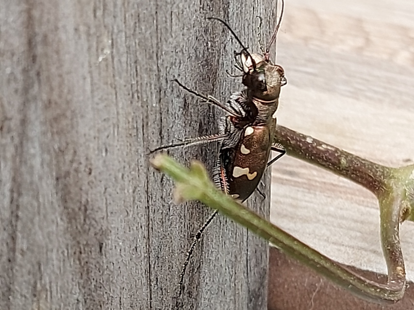 Cicindela sylvicola - erdei homokfutrinka